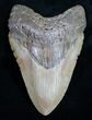 Megalodon Tooth - North Carolina #11032-1